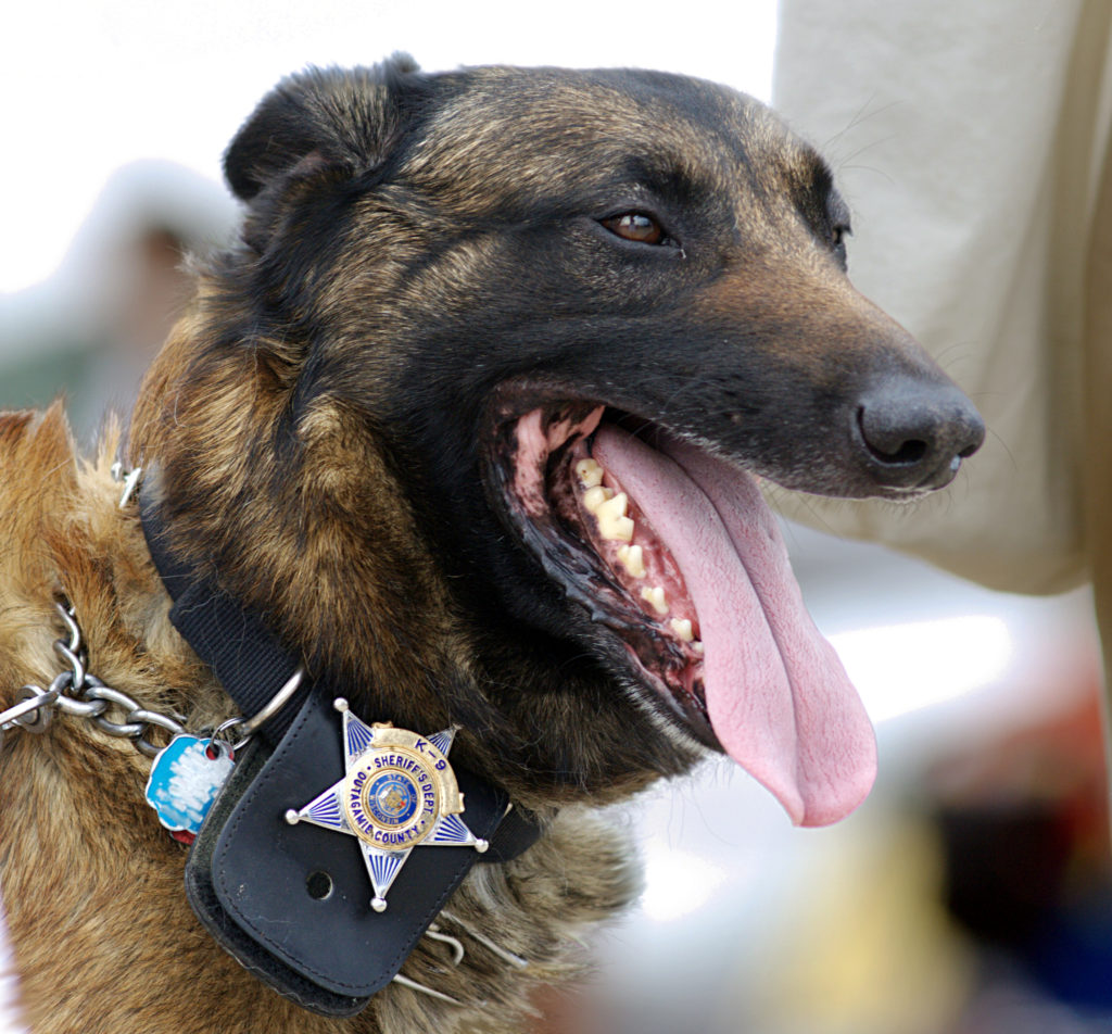 BlogImages/WI_Police_Dog-1024x952.jpg