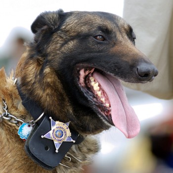 WI Police Dog 1024x952