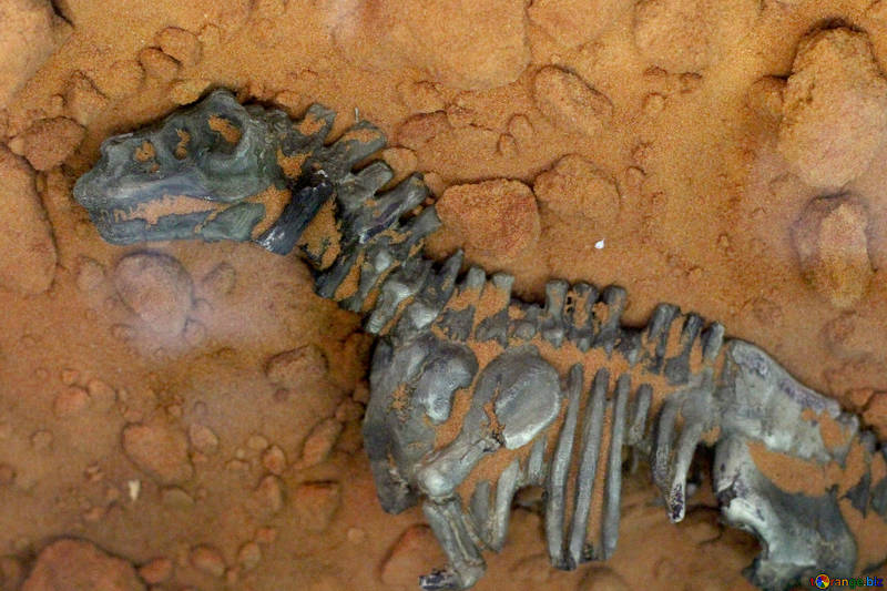 BlogImages/rock-fossils-fossil-skeleton-animal-39355.jpg