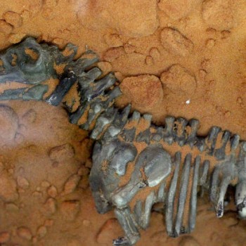 rock fossils fossil skeleton animal 39355
