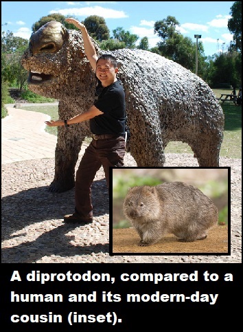 Wombat Wombat